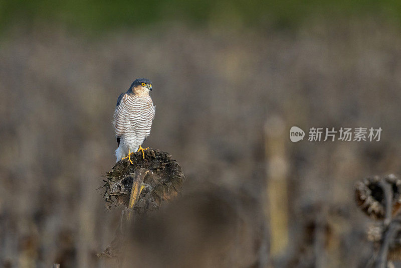 欧亚雀鹰(Accipiter nisus)